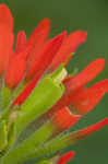 Scarlet Indian paintbrush